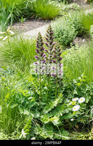 Bärenreife, Bärenreife, seehecht, Bärenfüßpflanze, seehauchse, gator-Pflanze, Austernpflanze (Acanthus mollis), blühend Stockfoto