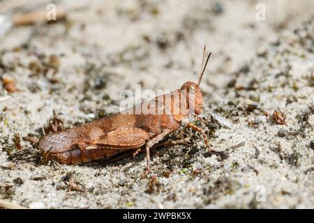 Blaugeflügelte Grasshopper, schlanke blaugeflügelte Grasshopper, blaugeflügelte Heuschrecke (Sphingonotus caerulans, Oedipoda coerulescens, Oedipoda caerulescens), s Stockfoto