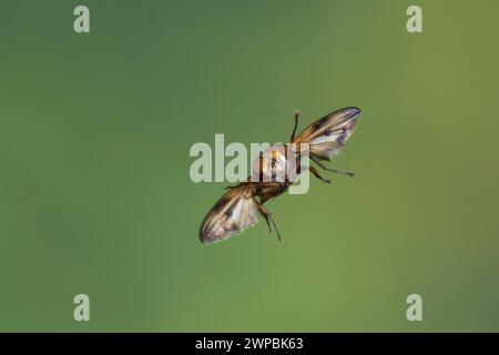 Parasitenfliege, Tachinidenfliege (Ectophasia crassipennis), Mann im Flug, Schenkelgeschwindigkeit Fotografie, Deutschland Stockfoto