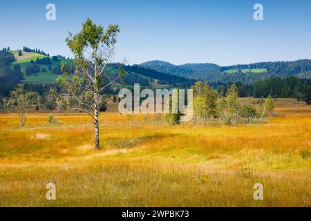 Blick über das Rothenthurm Hochmoor mit dem Ratenpass und Gotschalkenberg im Hintergrund, Schweiz, Schwyz Stockfoto