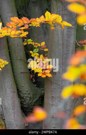 Buche (Fagus sylvatica), Buchenstamm mit Zweigen und Herbstblättern, Deutschland Stockfoto