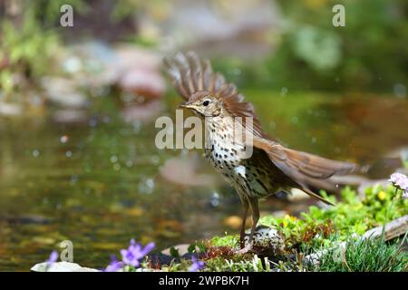 Song-Thrush (Turdus philomelos), beginnt am Uferufer, Deutschland, Mecklenburg-Vorpommern Stockfoto