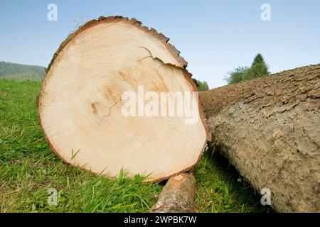 Fichte (Picea abies), frisch gefällter Baumstamm einer großen Fichte Stockfoto