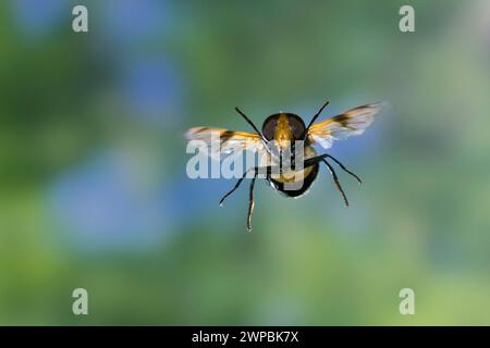 Pellucid Hoverfly, Pellucid Fly (Volucella pellucens), weiblich im Flug, Schenkelgeschwindigkeit Fotografie, Deutschland Stockfoto