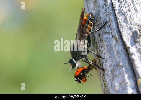 Robberfly (Choerades ignoa), Weibchen mit gefangenem Marienkäfer, Deutschland Stockfoto