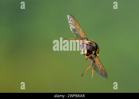 Hoverfly (Sericomyia silentis), männlich im Flug, Schenkelgeschwindigkeitsfotografie, Deutschland Stockfoto