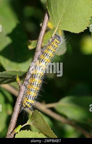 Buff-Tip-Moth, Buff-Tip-caterpillar (Phalera bucephala), raupe bei Birch, Deutschland Stockfoto