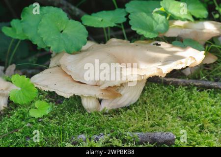 Astling Oyster (Pleurotus cornucopiae), wächst auf dem Stamm einer Weide, Deutschland Stockfoto