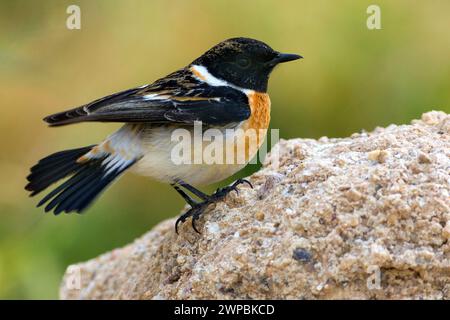 Sibirischer Steinechat, asiatischer Steinechat (Saxicola maurus), männlich auf einem Felsen, Seitenansicht, Kuwait Stockfoto