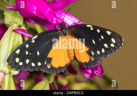 Tarricina Longwing, variabler Präonier, Creme-Spoted Tigwing (Tithorea tarricina), Verteilung: Mittel- und Südamerika Stockfoto