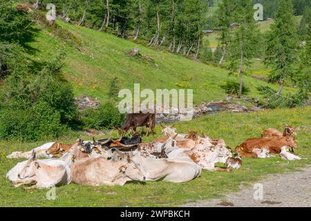 Hausrinder (Bos primigenius f. taurus), Herde mit Kälbern auf Almweide, Österreich, Osttirol, Oberstaller Alm Stockfoto