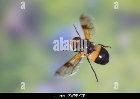 Pellucid Hoverfly, Pellucid Fly (Volucella pellucens), weiblich im Flug, Schenkelgeschwindigkeit Fotografie, Deutschland Stockfoto