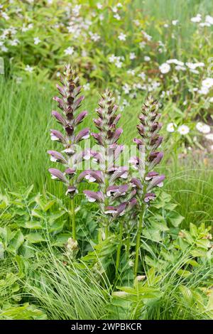 Bärenreife, Bärenreife, seehecht, Bärenfüßpflanze, seehauchse, gator Pflanze, Austernpflanze (Acanthus mollis), blühend, Europa, Bundesrepublik Stockfoto