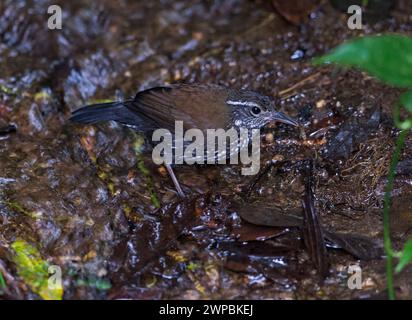 Scharfschwänziger Bachkriecher (Lochmias nematura), am Boden, Brasilien Stockfoto