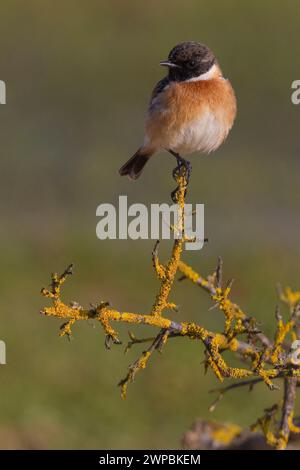 Steinechat, Europäischer Steinechat (Saxicola rubicola, Saxicola torquata rubicola), männlich auf einem lichterem Zweig stehend, Italien, Toskana Stockfoto