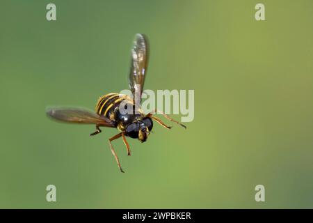 Gelbgeschlitzter Torf Hoverfly (Sericomyia silentis), weiblich im Flug, Schenkelgeschwindigkeitsfotografie, Deutschland Stockfoto