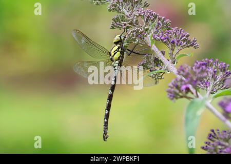 Blaugrüner Darner, südliche aeshna, Südhawker (Aeshna cyanea), Männchen sitzt auf Lavendel, Deutschland, Mecklenburg-Vorpommern Stockfoto