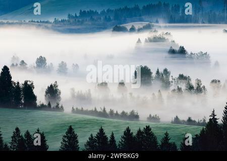 Nebel- und Waldschwaden am Rothenthurm, Schweiz, Schwyz Stockfoto