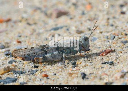 Blaugeflügelte Grasshopper, schlanke blaugeflügelte Grasshopper, blaugeflügelte Heuschrecke (Sphingonotus caerulans, Oedipoda coerulescens, Oedipoda caerulescens), s Stockfoto