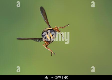 Gelbgeschlitzter Torf Hoverfly (Sericomyia silentis), weiblich im Flug, Schenkelgeschwindigkeitsfotografie, Deutschland Stockfoto
