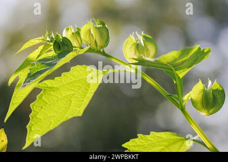 Shoo-fly-Pflanze, Apple-of-peru (Nicandra physalodes, Nicandra physaloides), verwelkt, Deutschland Stockfoto