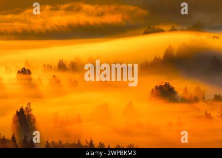 Nebel- und Waldschwaden am Rothenthurm, Schweiz, Schwyz Stockfoto