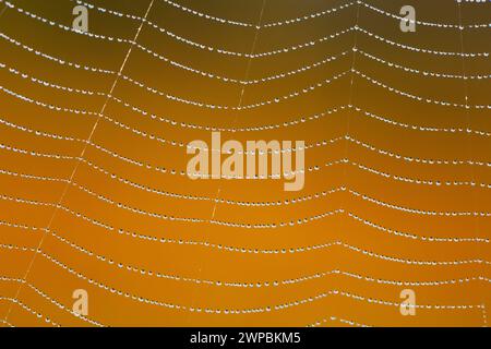 Tautropfen im Spinnennetz, Schweiz Stockfoto
