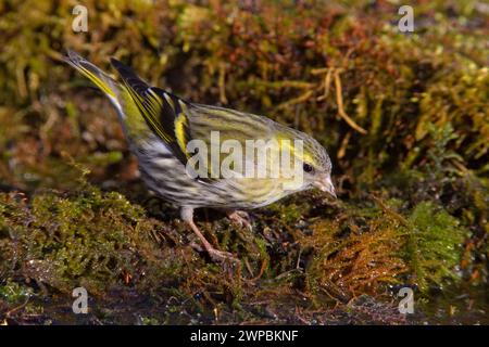 Fichtensiskin, Eurasisches Sisskin, Europäisches Sisskin, gewöhnliches Sisskin, Sisskin (Spinus spinus, Carduelis spinus), Weibchen auf Moos, Seitenansicht, Italien, T Stockfoto