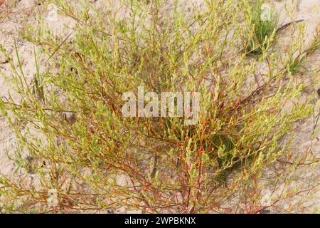 Hyssopleaf tickseed, Bugseed, gewöhnliche Zeckensamen, Pallas Bugseed (Corispermum leptopterum, Corispermum hyssopifolium, Corispermum pallasii), Gewohnheit, Keime Stockfoto