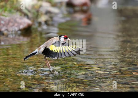 Eurasischer Goldfink (Carduelis carduelis), Land im Bach, Deutschland, Mecklenburg-Vorpommern Stockfoto