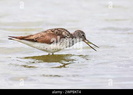 Grünschinken (Tringa nebularia), Fänge im Flachwasser, Deutschland, Mecklenburg-Vorpommern Stockfoto