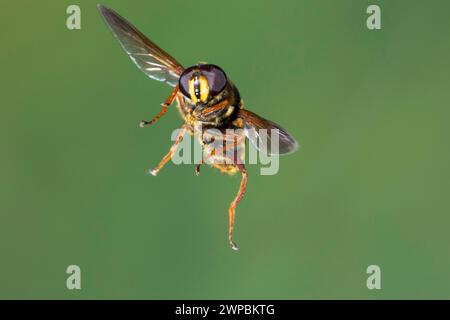 Hoverfly (Sericomyia silentis), männlich im Flug, Schenkelgeschwindigkeitsfotografie, Deutschland Stockfoto