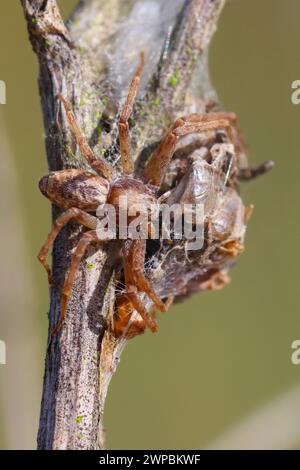 Philodromide Krabbenspinne, Wanderkrabbenspinne (Philodromus vgl. aureolus), Weibchen am Nest, Deutschland Stockfoto