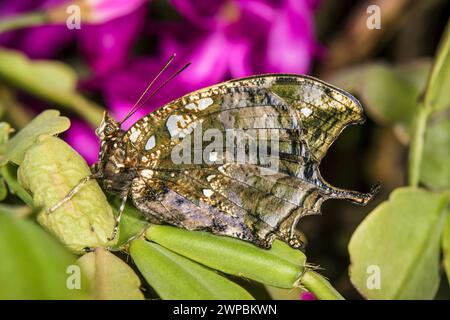 Jazzy Blattflügel, marmorierte Blattflügel, silberfarbene Blattflügel (Hypna clytemnestra), Verteilung: Mittel- und Südamerika Stockfoto