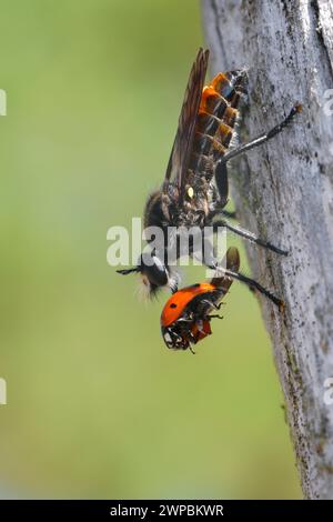 Robberfly (Choerades ignoa), Weibchen mit gefangenem Marienkäfer, Deutschland Stockfoto