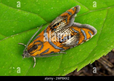 Bogenmarmor, Tortrixmotte (Olethreutes arcuella, Olethreutes arcuana), auf einem Blatt sitzend, Deutschland, Bayern, Murnauer Moos Stockfoto