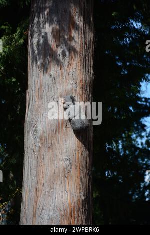 Eine Holzschnitzerei eines Bären, der auf den Stamm eines Zedernbaums klettert, in der Stadt Hope, British Columbia, Kanada. Stockfoto