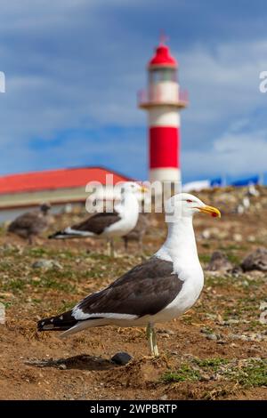 Gulls & Magdalena Island Lighthouse, Magellan Strait, Magallanes Region, Chile, Südamerika Stockfoto
