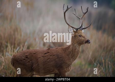 Baraingha Deer, Kanha National Park, Indien Stockfoto