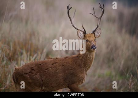 Baraingha Deer, Kanha National Park, Indien Stockfoto