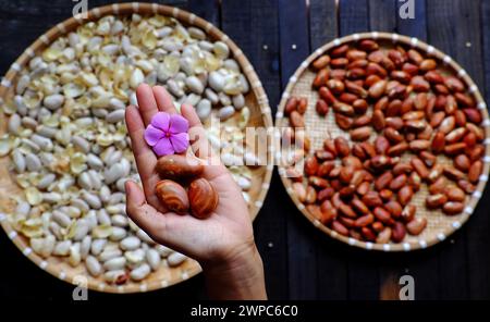 Top View Korb mit Jackfruit Samen, Frau Hand halten Fruchtsamen auf rohen Zutaten Lebensmittel Hintergrund Stockfoto