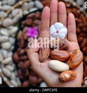 Top View Korb mit Jackfruit Samen, Frau Hand halten Fruchtsamen auf rohen Zutaten Lebensmittel Hintergrund Stockfoto