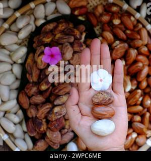 Top View Korb mit Jackfruit Samen, Frau Hand halten Fruchtsamen auf rohen Zutaten Lebensmittel Hintergrund Stockfoto