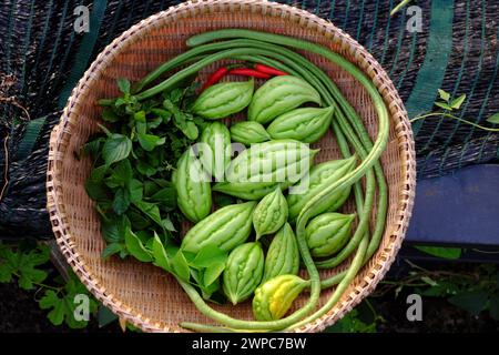 Landwirtschaftsprodukte aus dem Dachgarten durch ökologischen Anbau in Ho Chi Minh City, Korb mit Bittermelone gerade auf der Farm ernten Stockfoto