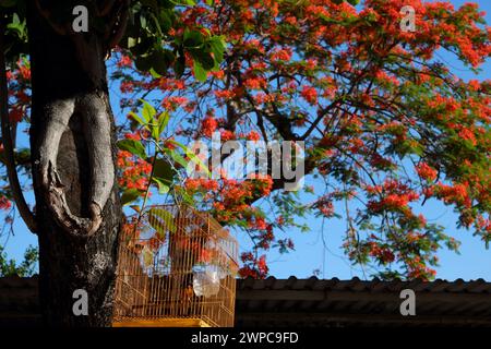 Fantastische Szene am Morgen mit Vogelkäfig hängen am Terminalia Catappa Baum unter blauem Himmel und roten phönix Blume blüht lebendig im Sommer Vietnamesisch Stockfoto