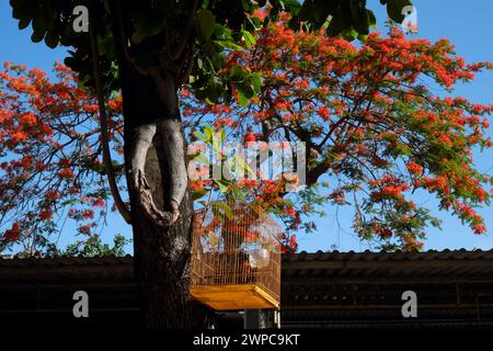 Fantastische Szene am Morgen mit Vogelkäfig hängen am Terminalia Catappa Baum unter blauem Himmel und roten phönix Blume blüht lebendig im Sommer Vietnamesisch Stockfoto