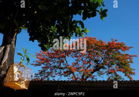 Fantastische Szene am Morgen mit Vogelkäfig hängen am Terminalia Catappa Baum unter blauem Himmel und roten phönix Blume blüht lebendig im Sommer Vietnamesisch Stockfoto