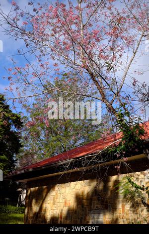 Campus der Dalat Univercity mit antiker Architektur, Mai Anh Dao Blume oder Sakura Blüte im Frühling in rosa Stockfoto