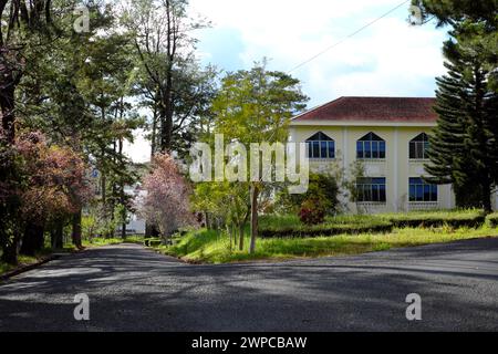 Campus der Dalat Univercity mit antiker Architektur, Mai Anh Dao Blume oder Sakura Blüte im Frühling in rosa Stockfoto