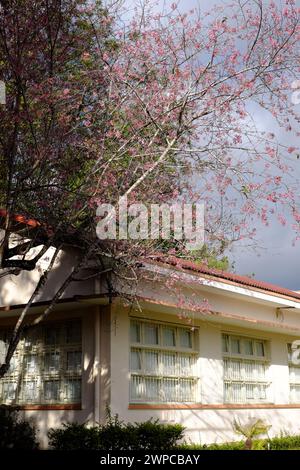 Campus der Dalat Univercity mit antiker Architektur, Mai Anh Dao Blume oder Sakura Blüte im Frühling in rosa Stockfoto